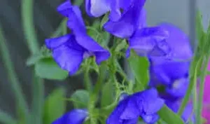 Sweet Pea