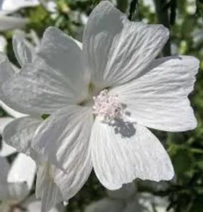 White Musk Type