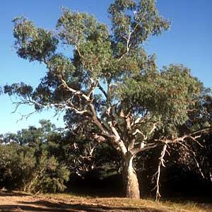 Rivergum