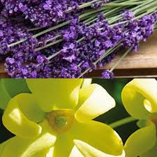 Lavender & Ylang Ylang