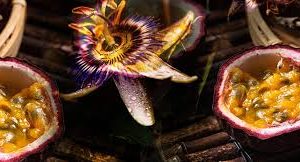 Passionfruit & Purple Violet