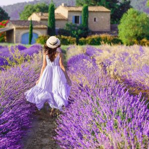 French Lavender *Luxaroma*