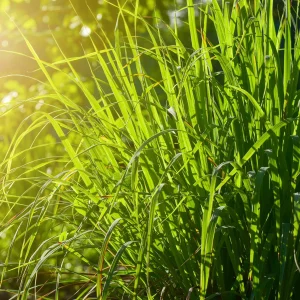 Wild Lemongrass * Luxaroma*