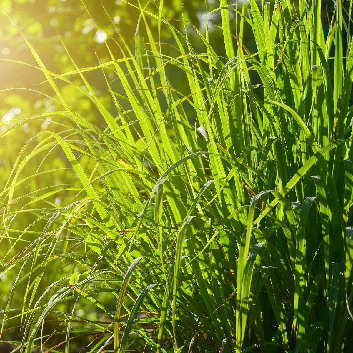 Wild Lemongrass * Luxaroma*
