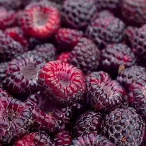 Black Raspberry  *Luxaroma*