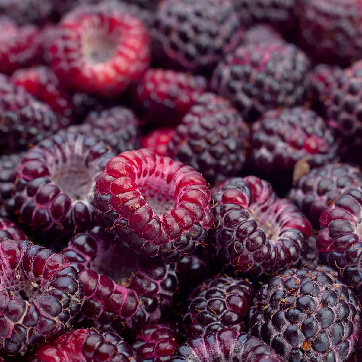 Black Raspberry *Luxaroma*