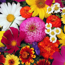 Flower Drum Type  *Luxaroma*