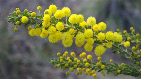 Australian Wattle