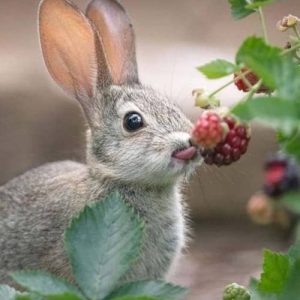 Bunny Berries (Berry Bliss)